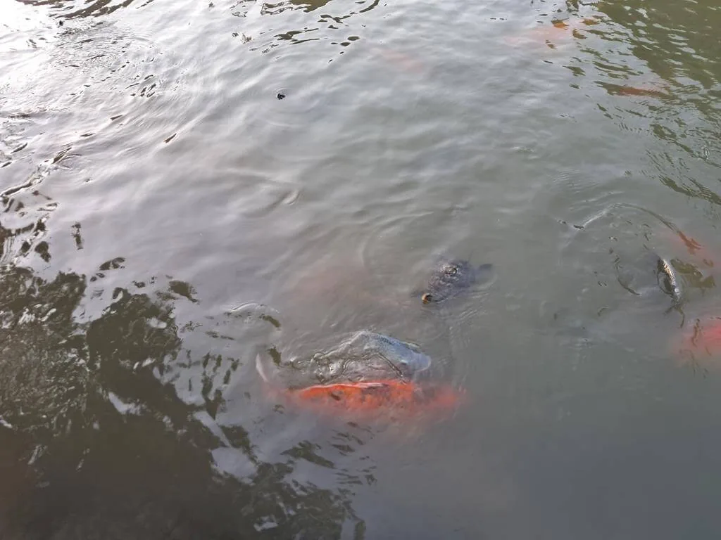 水圳森林公園池水中的錦鯉與烏龜